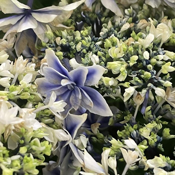 予約販売 アジサイ 紫吹 9cm〜10.5cmポット シブキ 佐賀県あじさい研究