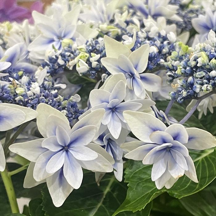 紫陽花 予約販売 アジサイ 雫 ブルー 9cm〜10.5cmポット シズク 佐賀県