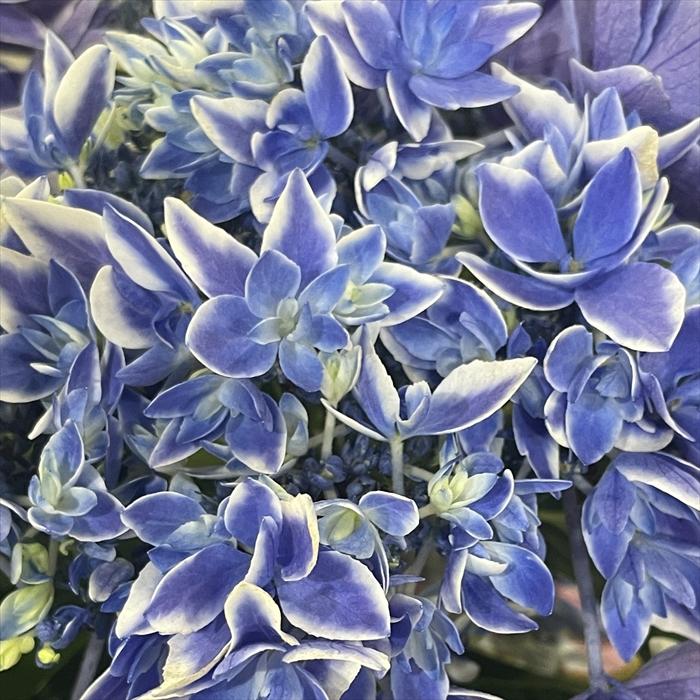 予約販売 アジサイ 流星 ブルー 9cm〜10.5cmポット リュウセイ 佐賀県