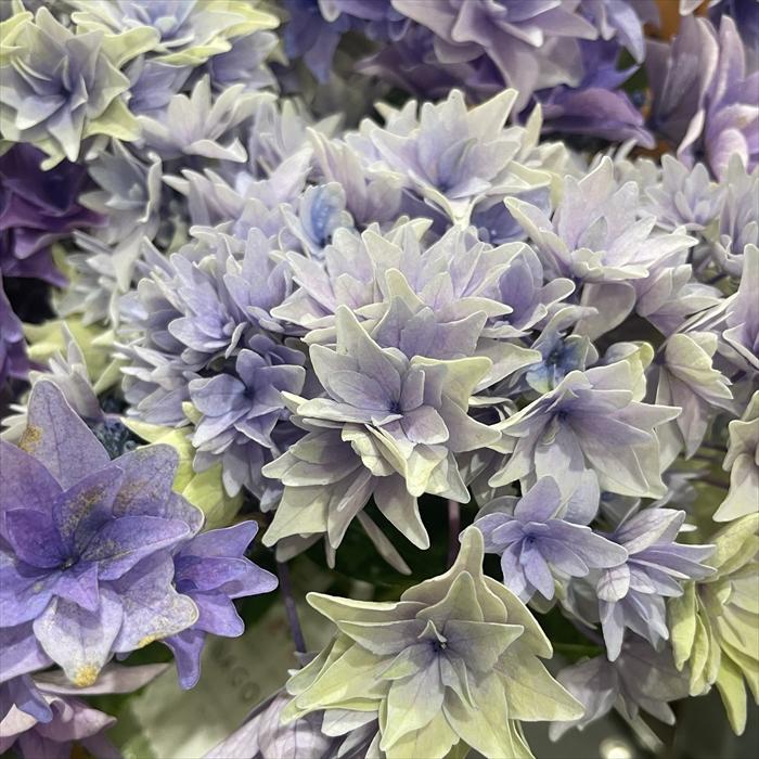 予約販売 アジサイ 和 ブルー 9cm〜10.5cmポット ナゴミ 佐賀県