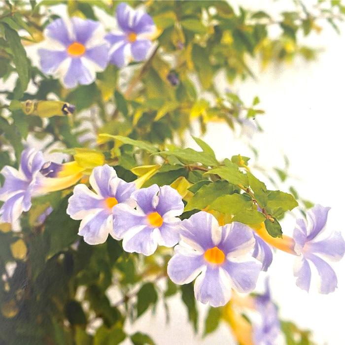 日本花キ流通 ツンベルギア フェアリームーン 9cmポット 熱帯植物 苗木