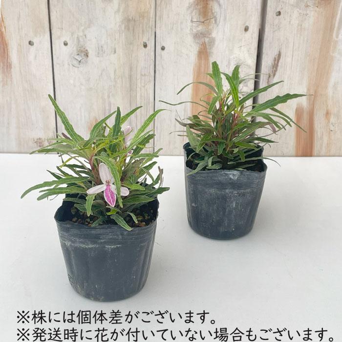 日本花キ流通 クリオネフラワー 9cmポット 熱帯植物 苗木 花木