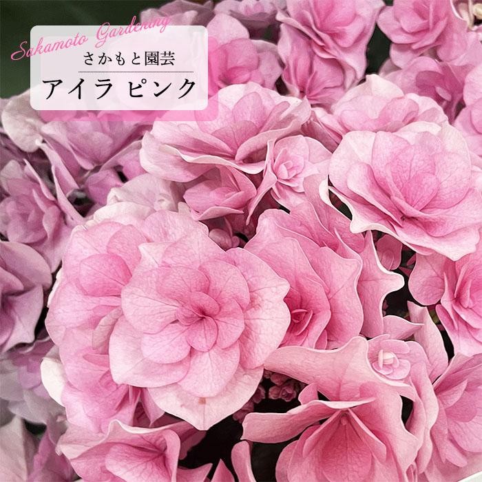 予約販売 アジサイ アイラ ピンク 9cm〜10.5cmポット 登録申請中