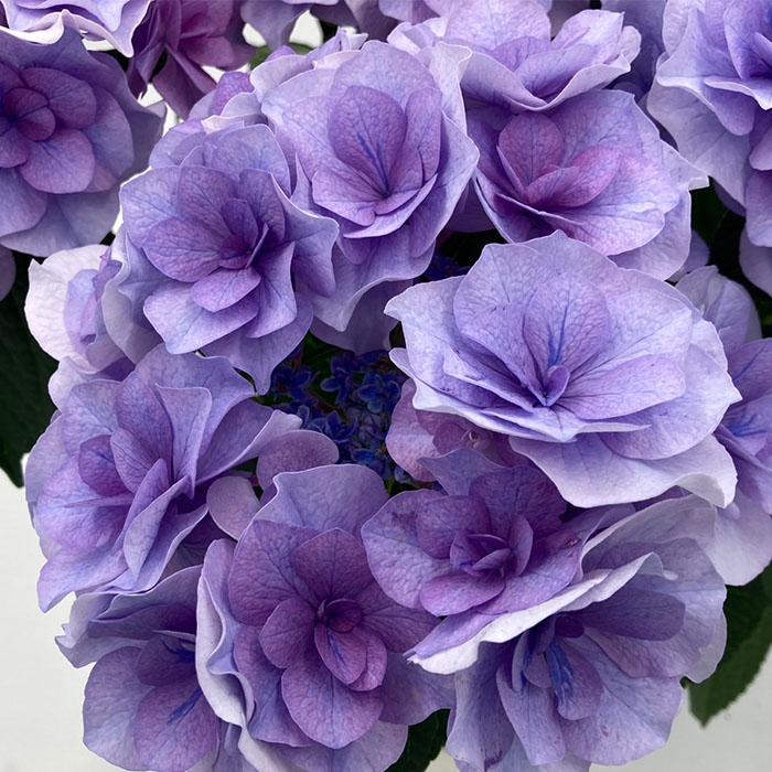 予約販売 アジサイ アイラ ブルー 9cm〜10.5cmポット 登録申請中