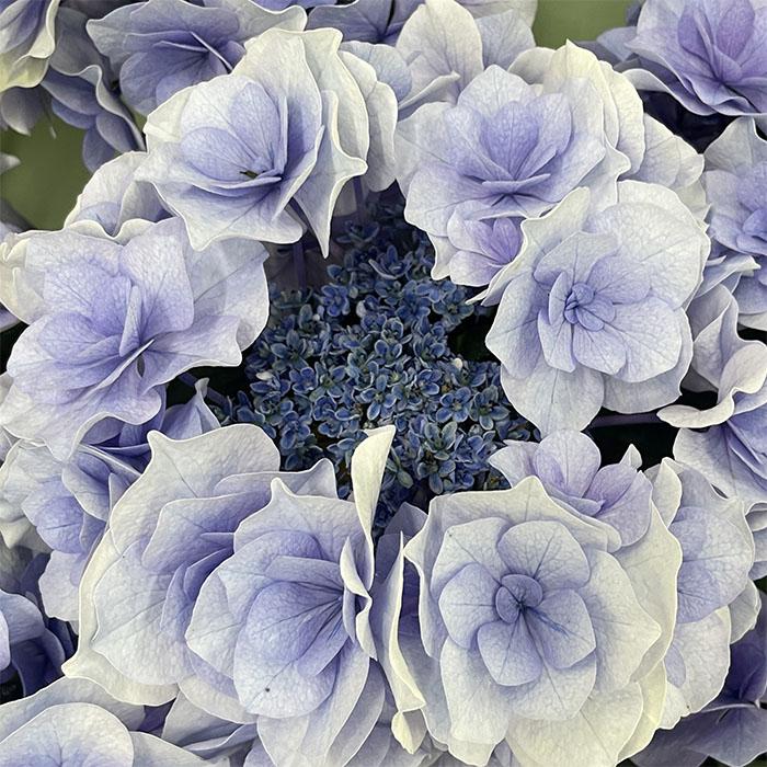 ☆サカモト園芸☆ハイドランジア☆エンジェリカ☆5号鉢☆レア品種☆超お勧め ☆サカモト園芸☆ハイドランジア☆アイラ☆5号鉢☆超レア品種