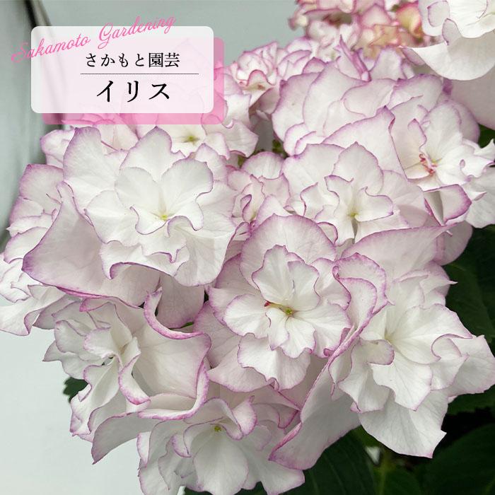 予約販売 アジサイ イリス ピンク 9cm〜10.5cmポット 登録申請中