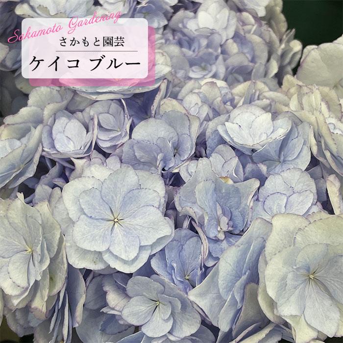 予約販売 アジサイ ケイコ KEIKO ブルー 9cm〜10.5cmポット 登録品種