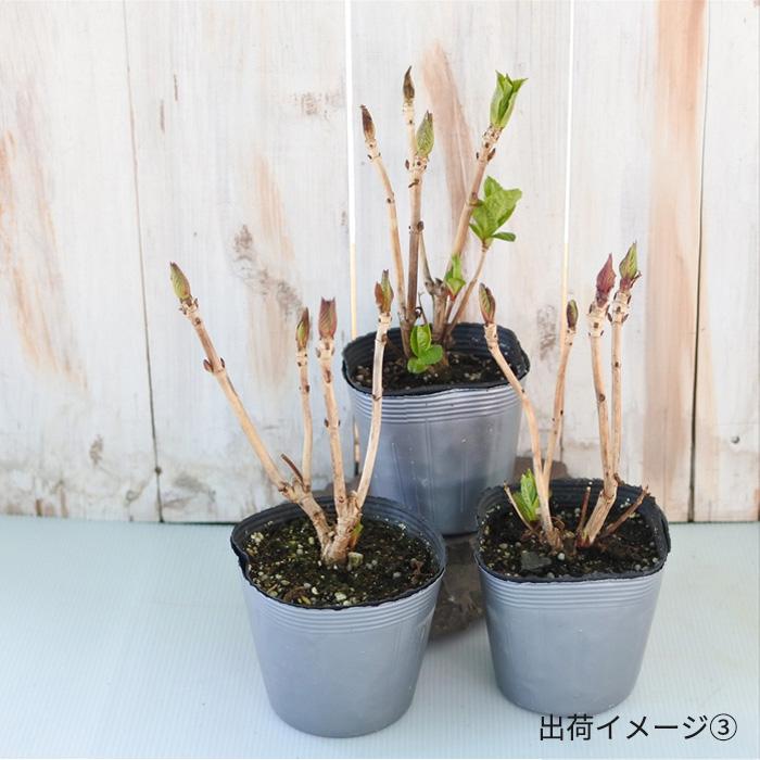 予約販売 アジサイ ケイコ KEIKO ブルー 9cm〜10.5cmポット 登録品種