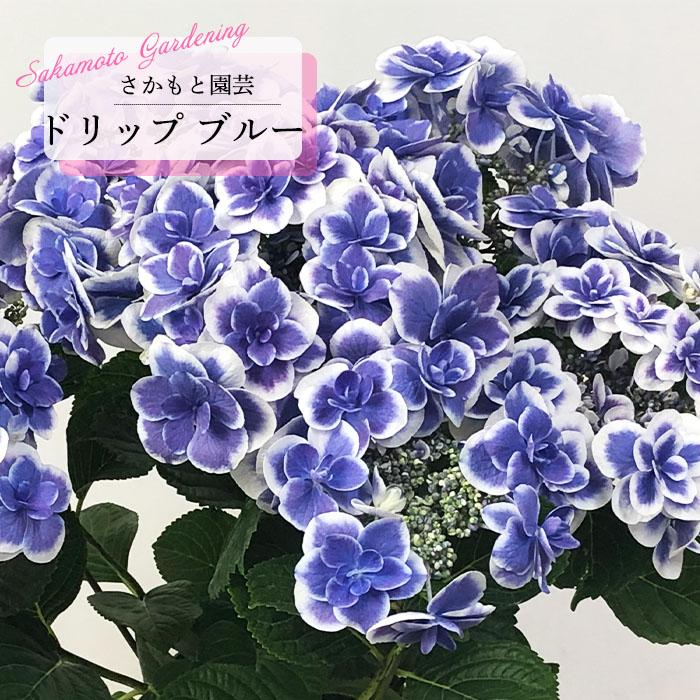 予約販売 アジサイ ドリップ ブルー 9cm〜10.5cmポット 登録品種