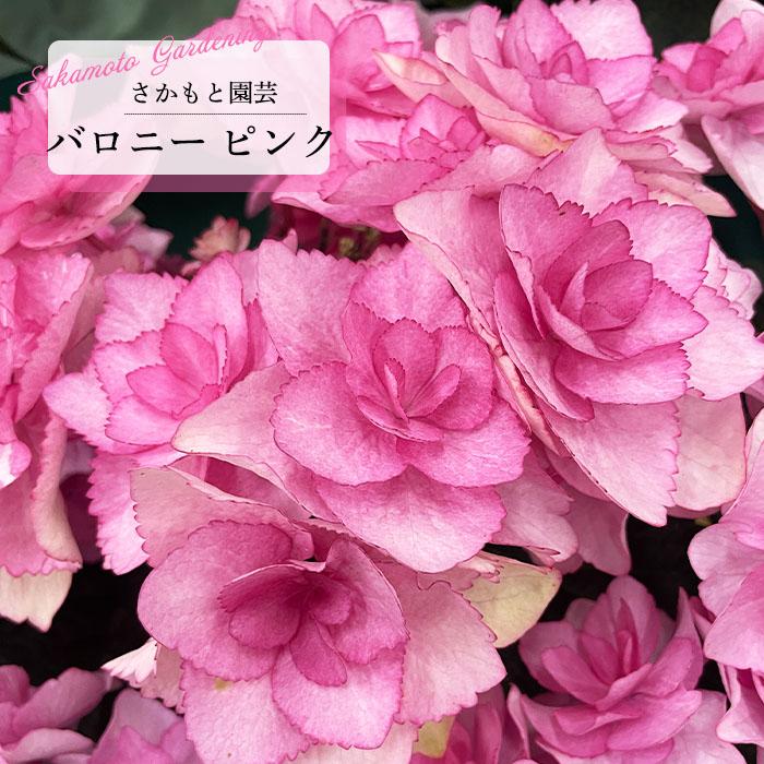 予約販売 アジサイ バロニー ピンク 9cm〜10.5cmポット 登録申請中
