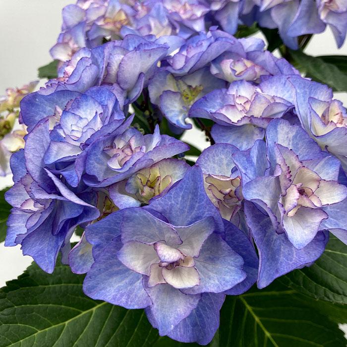 予約販売 アジサイ バロニー ブルー 9cm〜10.5cmポット 登録申請中