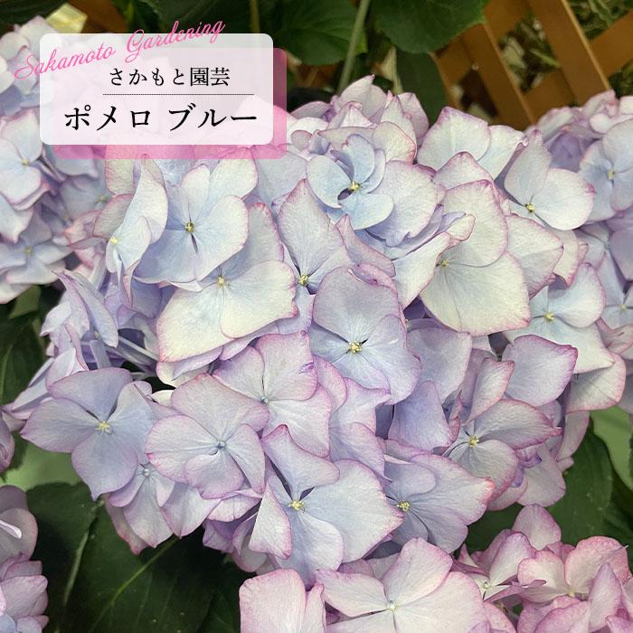 予約販売 アジサイ ポメロ ブルー 9cm〜10.5cmポット 登録申請中
