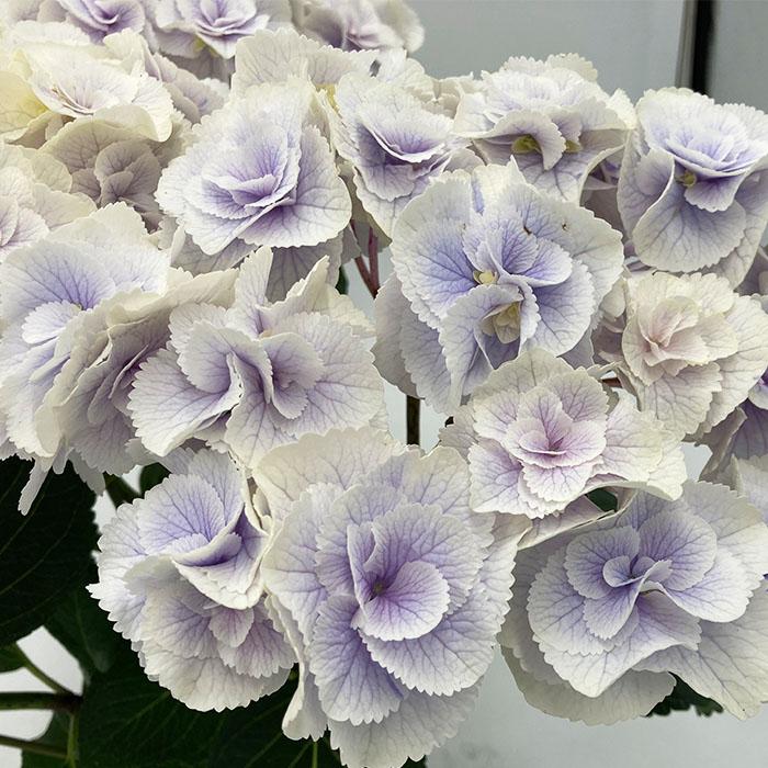 予約販売 アジサイ モンテ ブルー 9cm〜10.5cmポット 登録申請中