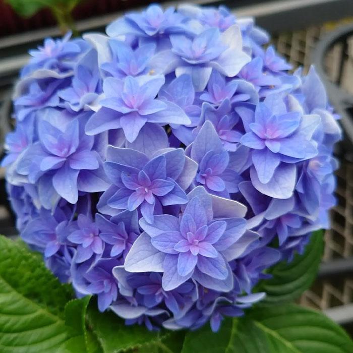 まもなく締め切り】 予約販売 アジサイ 百年乃恋 9cmポット ヒャクネン