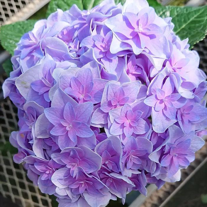も*子様 【訳あり品】　アジサイ　育成用株　23ポット　紫陽花 も*子様 【訳あり品】 アジサイ 育成用株 23ポット 紫陽花