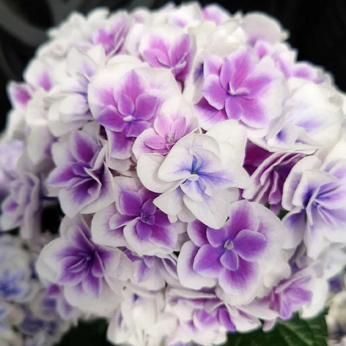 予約販売 アジサイ 風姿花伝 9cmポット フウシカデン 登録申請中