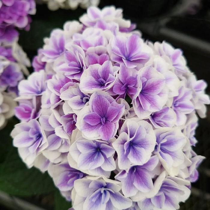 紫陽花⭐️風姿花伝２鉢⭐️ちづる1鉢 予約販売 アジサイ 風姿花伝 9cmポット フウシカデン 登録申請中