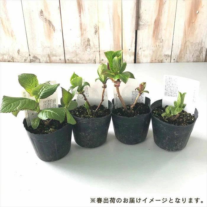 アジサイ 風姿花伝 9cmポット フウシカデン 登録申請中 ハイドランジア