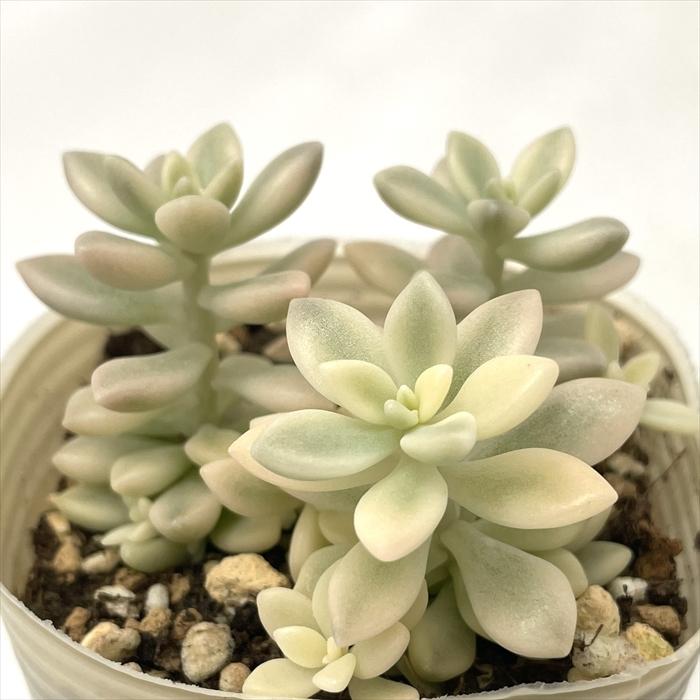 【ご確認用】ヒメシュウレイ錦50苗 日本花キ流通 多肉植物 sbグラプトペタルム ヒメシュウレイ錦 多肉植物