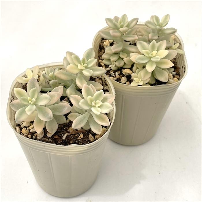 日本花キ流通 多肉植物 sbグラプトペタルム ヒメシュウレイ錦 多肉植物