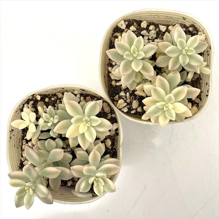 日本花キ流通 多肉植物 sbグラプトペタルム ヒメシュウレイ錦 多肉植物