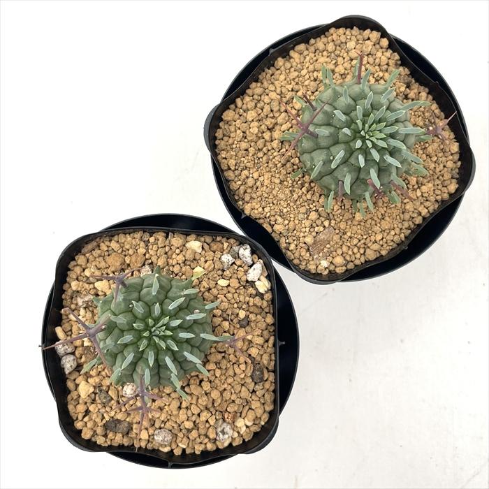 日本花キ流通 多肉植物 sdユーフォルビア 群星冠 7.5cmポット 送料無料