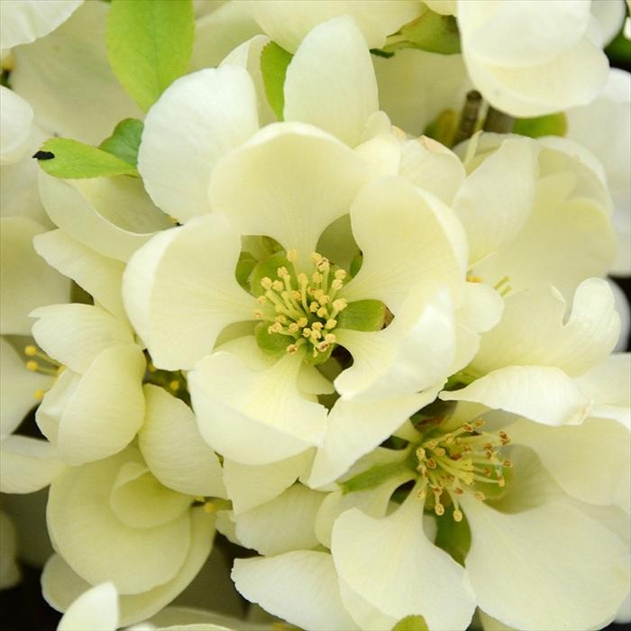 日本花キ流通 予約販売 木瓜 黄華 9cmポット 開花予定株 ボケ 花苗
