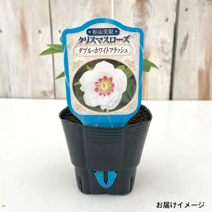 クリスマスローズ交配苗 楽天市場】杉山交配 クリスマスローズ苗 ダブルゴールドネオンシェード