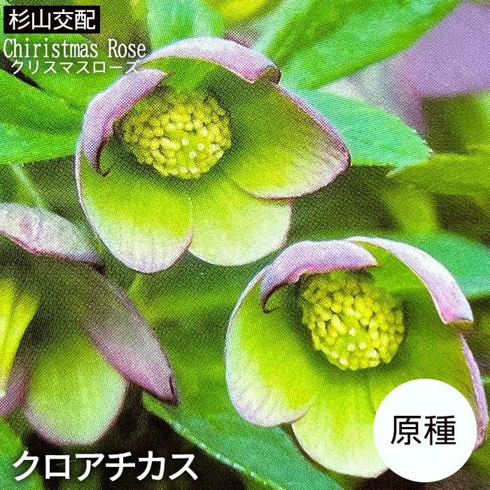 予約販売 クリスマスローズ苗 原種 クロアチカス 杉光園芸 杉山交配