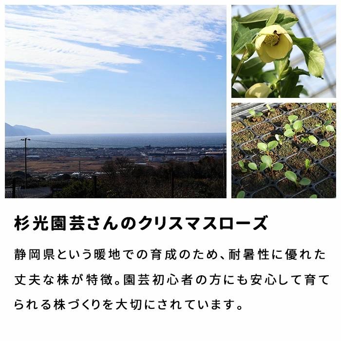 原種　クロアチカス　杉山交配 クリスマスローズ苗 原種 クロアチカス 杉光園芸 杉山交配 9cmポット