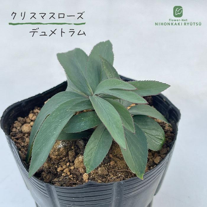 クリスマスローズ苗 原種 デュメトラム 杉光園芸 杉山交配 9cmポット