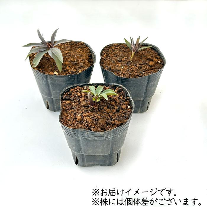 クリスマスローズ苗 原種 デュメトラム 杉光園芸 杉山交配 9cmポット