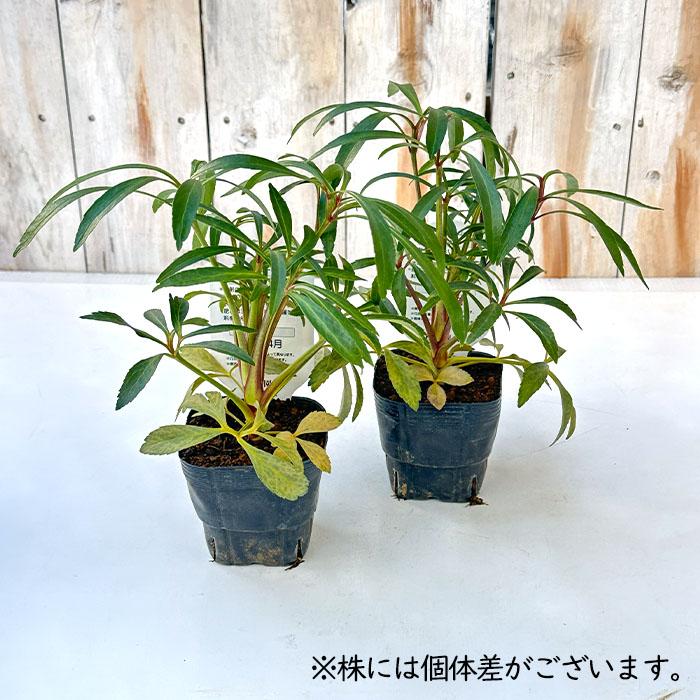 予約販売 クリスマスローズ苗 原種 フェチダス 杉光園芸 杉山交配 9cm