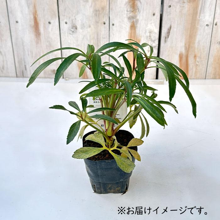 予約販売 クリスマスローズ苗 原種 フェチダス 杉光園芸 杉山交配 9cm