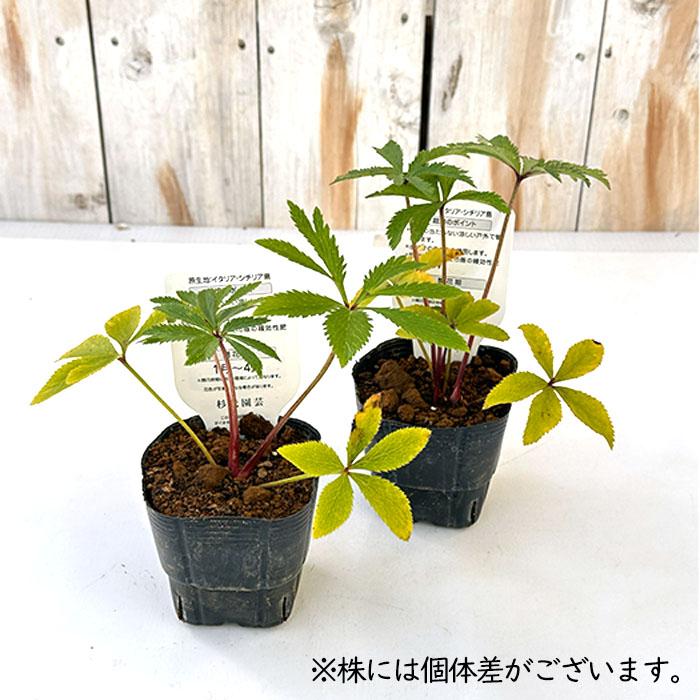 クリスマスローズ苗 原種 ボッコネイ 香り 杉光園芸 杉山交配 9cm