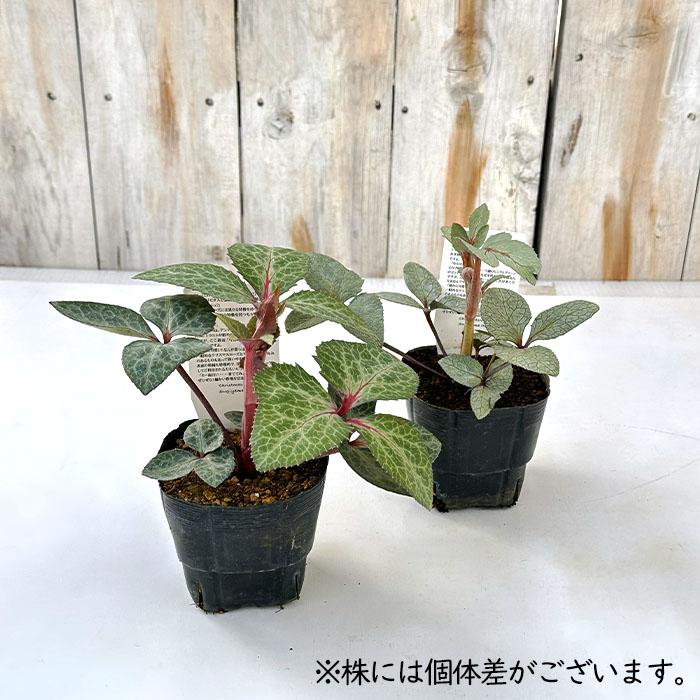 クリスマスローズ苗 原種 リビダス 杉光園芸 杉山交配 9cmポット