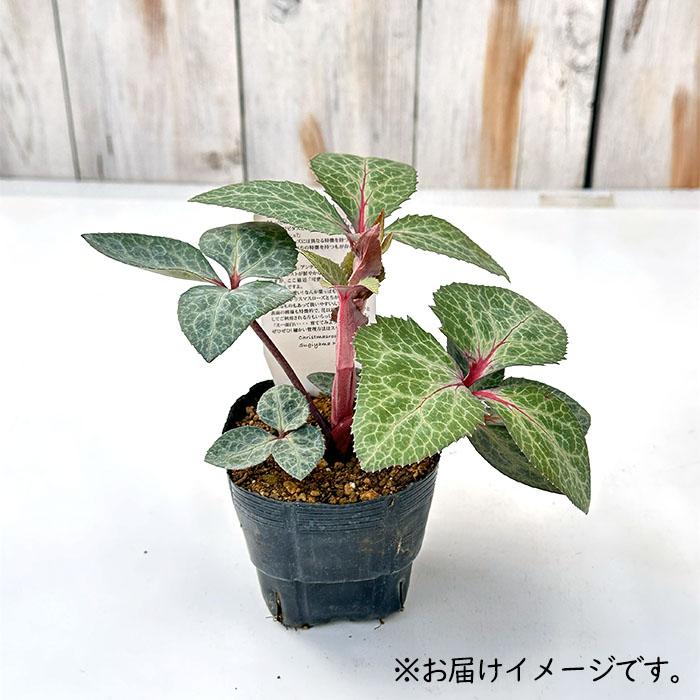 クリスマスローズ苗 原種 リビダス 杉光園芸 杉山交配 9cmポット