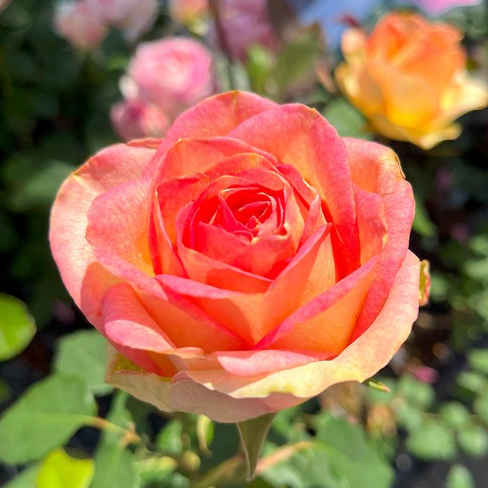 予約販売 バラ苗 バラ大苗 アーニャ 契約品種 薔薇 ばら 送料無料 国産