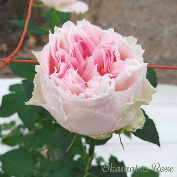 予約販売 バラ苗 バラ大苗 うさぎ 契約品種 薔薇 ばら 送料無料 国産苗