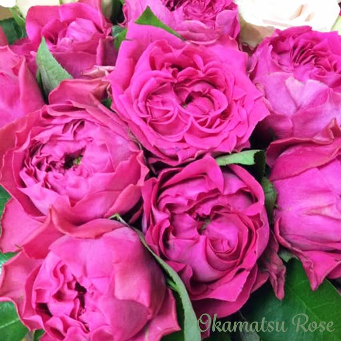 予約販売 バラ苗 バラ大苗 黒潮 契約品種 薔薇 ばら 送料無料 国産苗