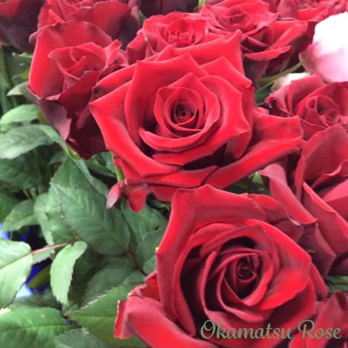 予約販売 バラ苗 バラ大苗 激愛 契約品種 薔薇 ばら 送料無料 国産苗