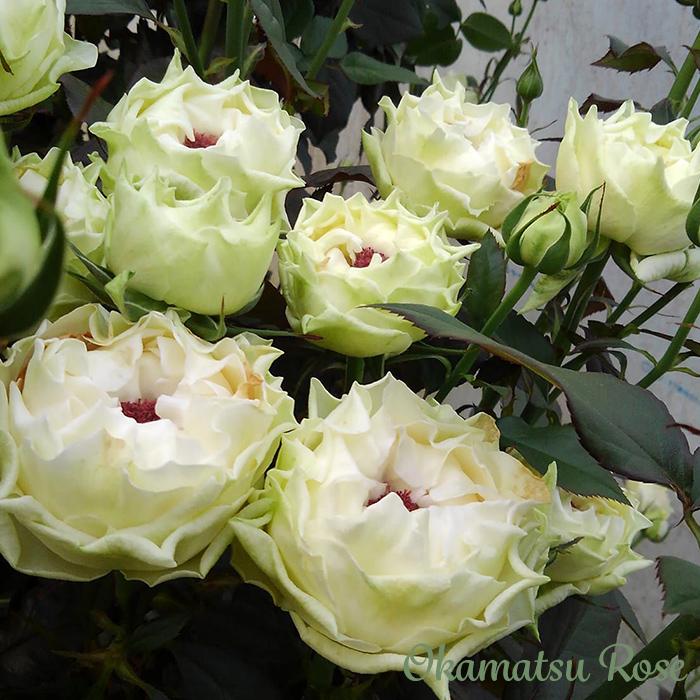 バラ苗 バラ大苗 白波 契約品種 薔薇 ばら 送料無料 国産苗 岡松ローズ