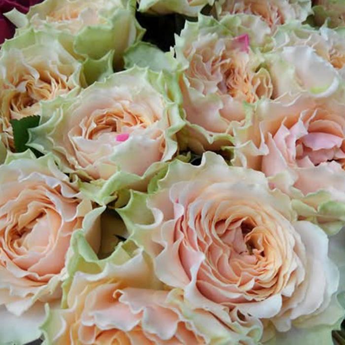 予約販売 バラ苗 バラ大苗 千重波 契約品種 薔薇 ばら 送料無料 国産苗