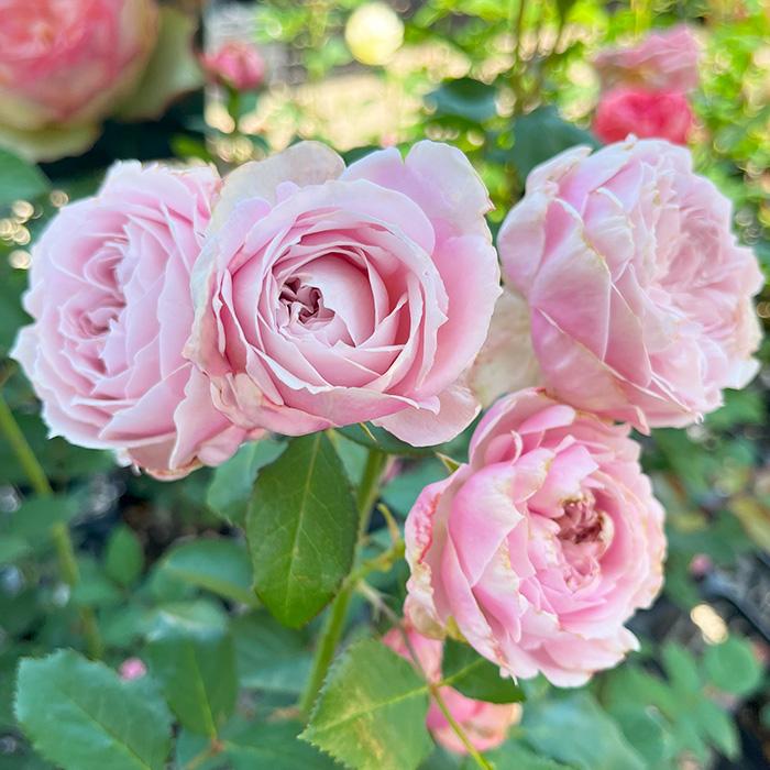 まもなく締め切り】 予約販売 バラ苗 バラ大苗 トイプー 契約品種 薔薇