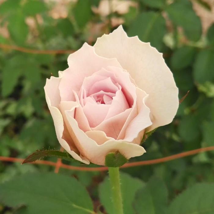 予約販売 バラ苗 バラ大苗 トイプー 契約品種 薔薇 ばら 送料無料 国産