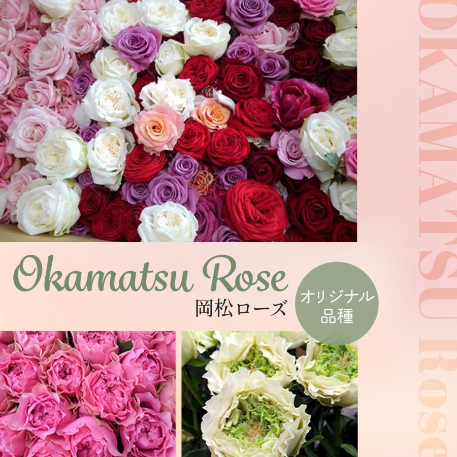 予約販売 バラ苗 バラ大苗 トイプー 契約品種 薔薇 ばら 送料無料 国産
