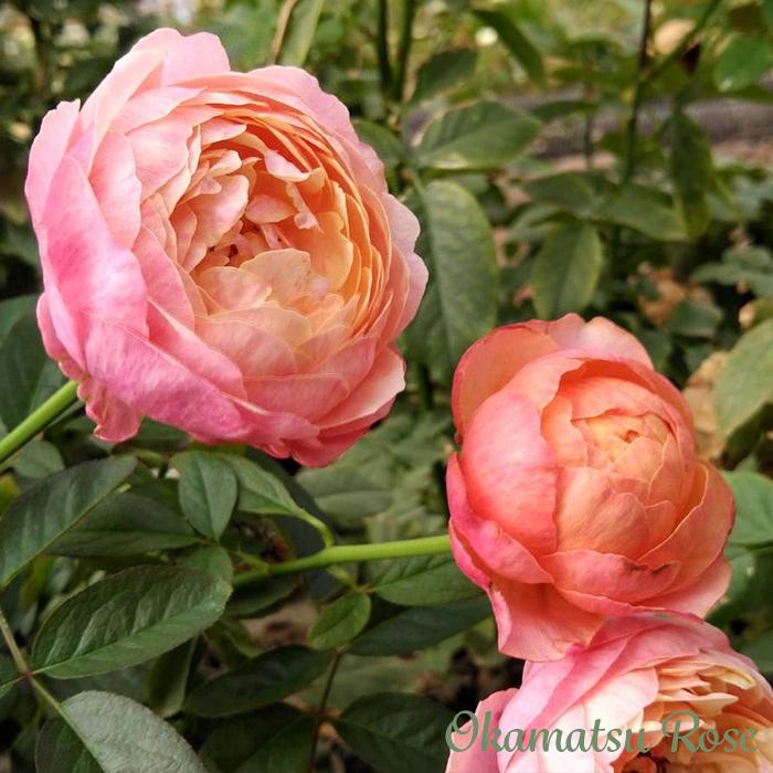 予約販売 バラ苗 バラ大苗 富太郎 契約品種 薔薇 ばら 送料無料 国産苗