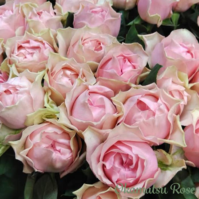 予約販売 バラ苗 バラ大苗 マロンフォレスト 契約品種 薔薇 ばら 送料