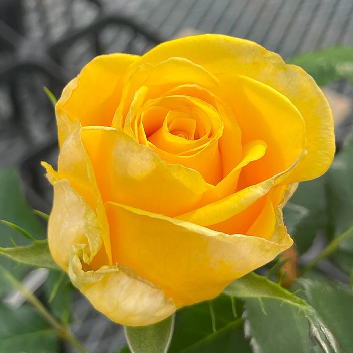 予約販売 バラ苗 バラ大苗 向日 契約品種 薔薇 ばら 送料無料 国産苗