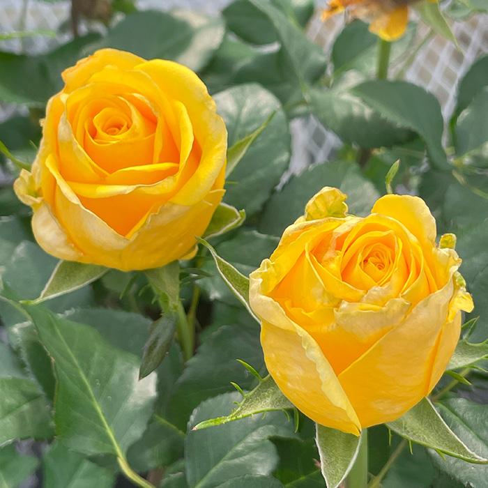 予約販売 バラ苗 バラ大苗 向日 契約品種 薔薇 ばら 送料無料 国産苗